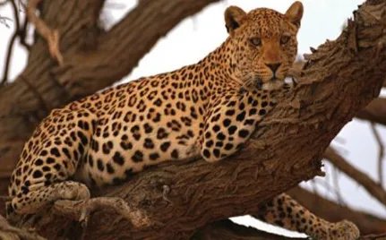 非洲豹：奔跑速度非常快，每小时能达70公里左右