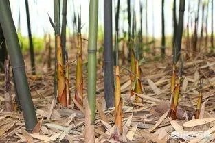 苦竹笋有什么功效?