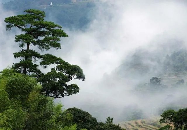 福建7地入选“中国森林氧吧”，分别是哪7个？