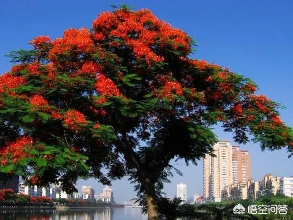 全国各大城市市花各是什么?