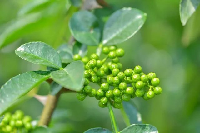 四川悬崖村有人去过吗?