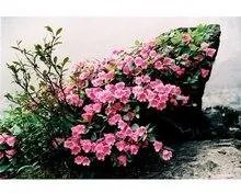 瓦屋山的门票是多少?