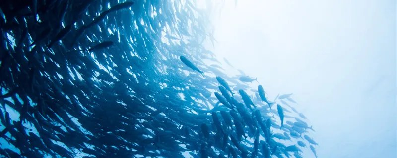 鲶鱼效应是什么意思