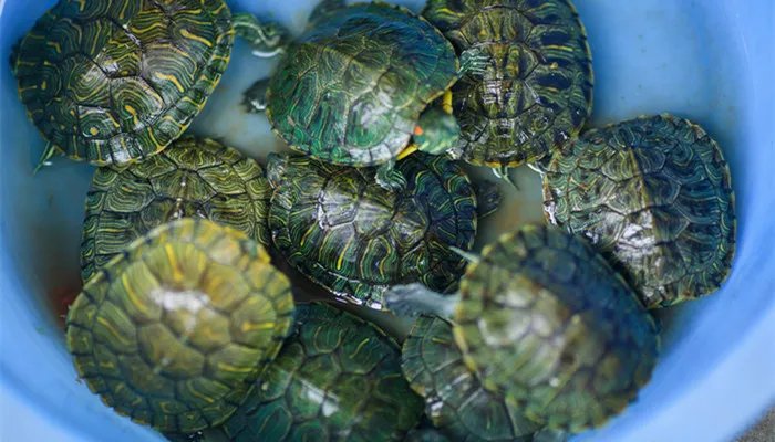 世界上体型最大的乌龟 世界上体型最大的乌龟是什么