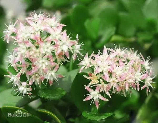 景天树什么时候开花