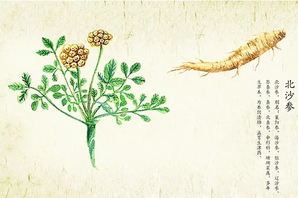 北沙参的功效与作用