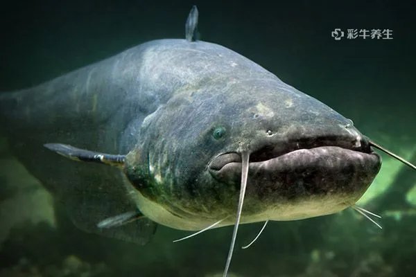 鲶鱼的营养价值及功效