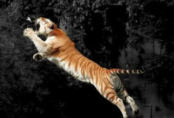 什么是豁虎跳？