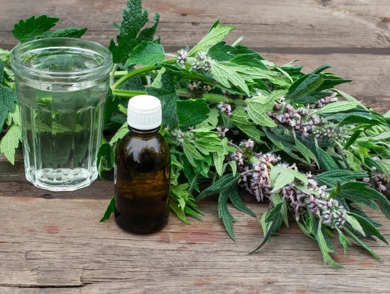 益母草的副作用与禁忌