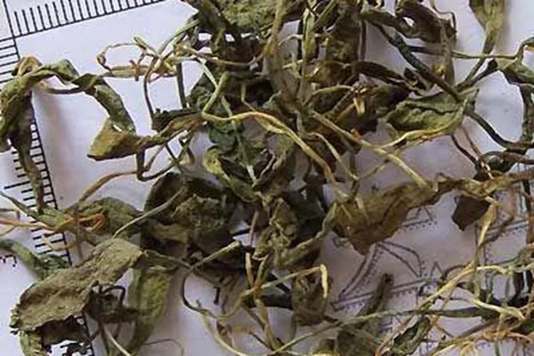 中药一支箭的图片