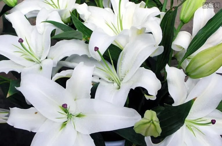 百合花价格行情 百合花价格多少钱一朵