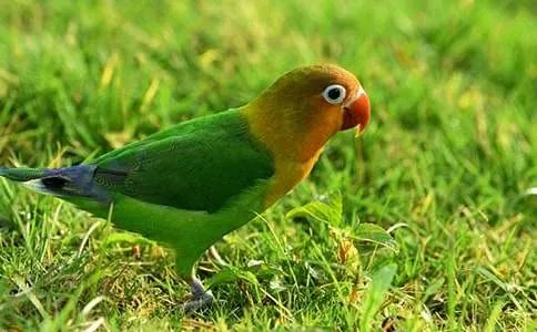 花头鹦鹉