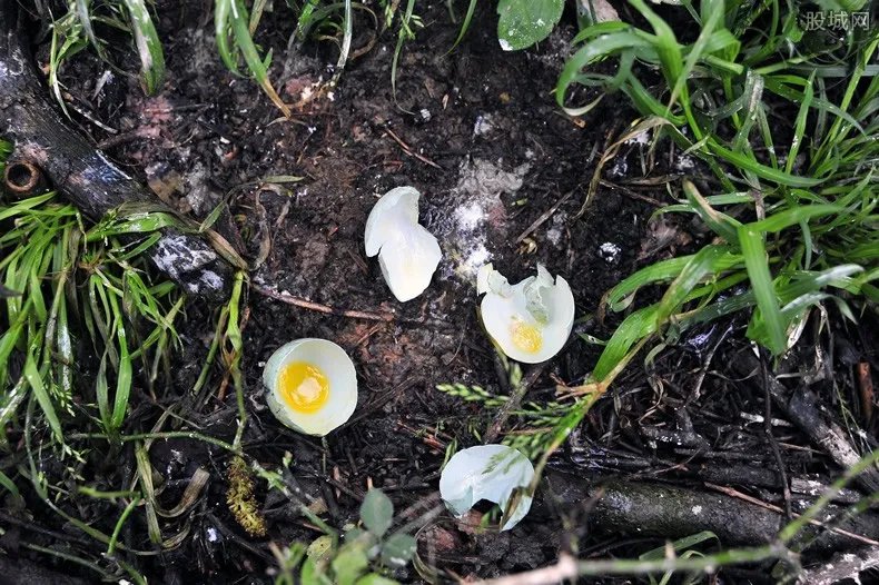 40天捕鸟51万只 低价收购野生鸟牟利上百万