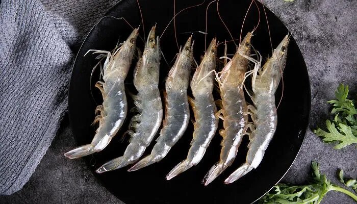 小虾吃什么食物