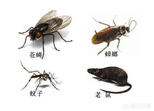四害是什么？