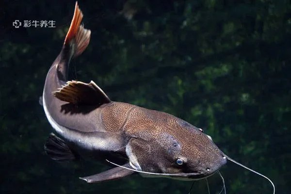 鲶鱼的营养价值及功效