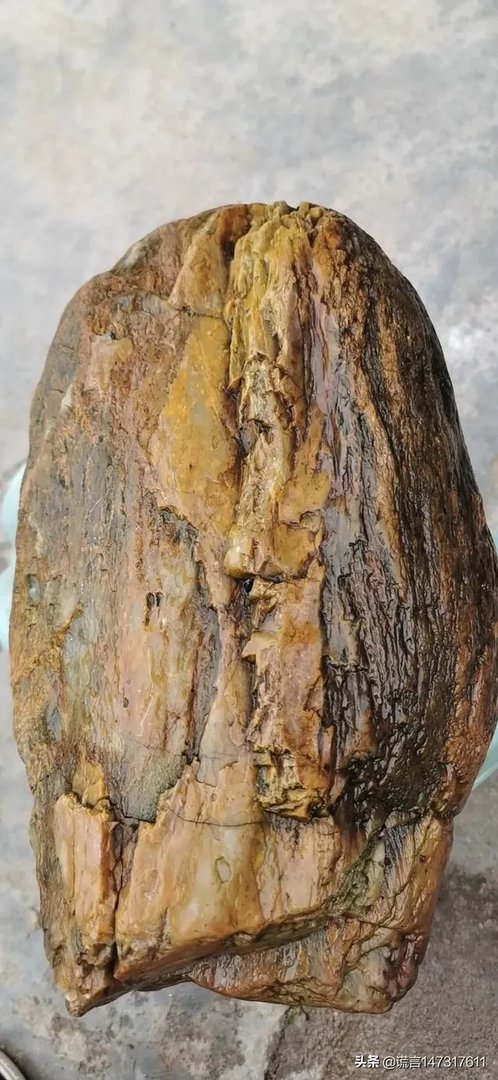 真正的树化石价格