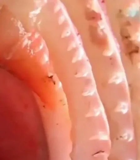 亚马逊鲇鱼怎么做