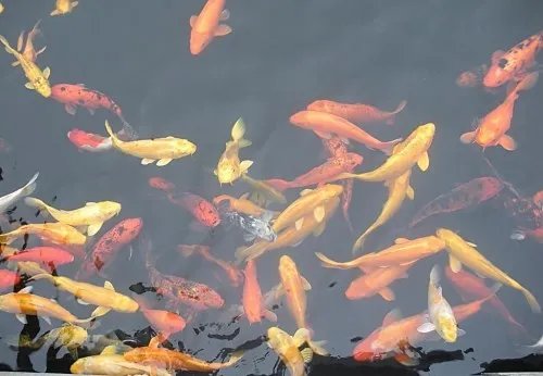 锦鲤鱼怎么养不容易死 养鱼的正确方法是怎样的