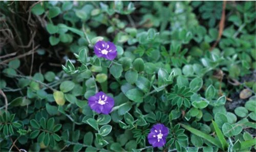 土丁桂是什么 土丁桂如何食用