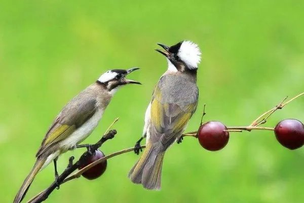 白头翁雏鸟吃什么