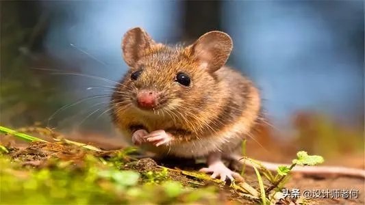 如果一只小耗子，在你超市里天天嗑东西吃，如何不伤它还能赶走它？