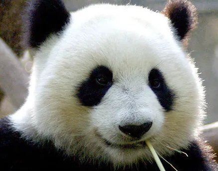 和大熊猫有关的数学资料