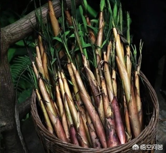 苦竹笋有什么功效?