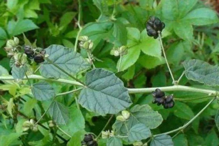 故纸是什么中药图片