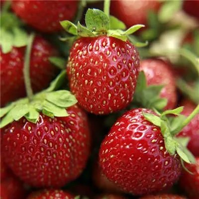 肝癌怎么吃国珍松花粉