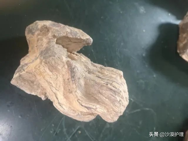 真正的树化石价格