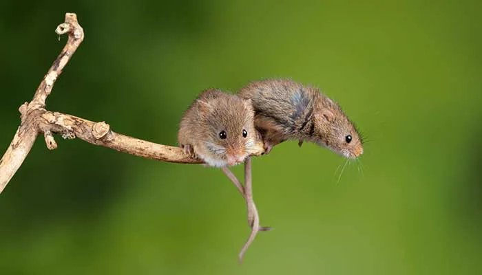 老鼠肉能吃吗 老鼠肉能不能吃