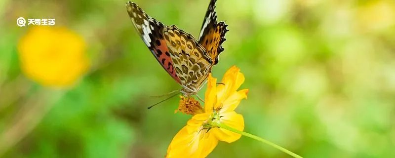 四时田园杂兴其二十五宋范成大的古诗的意思是什么