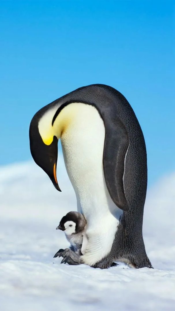 男子酒后殴打母亲，你怎么看？