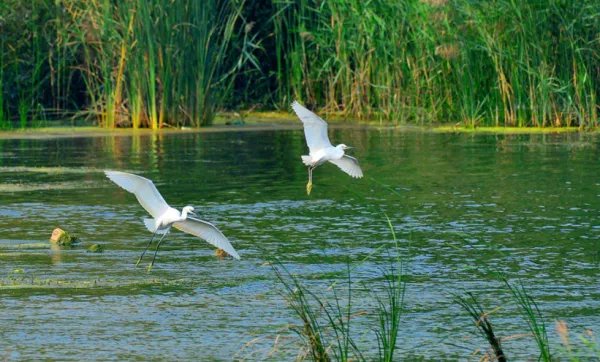 五年级上册白鹭改写成说明文200字