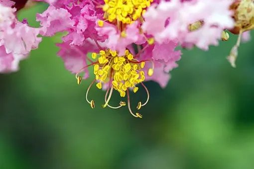 十二月花开顺序是什么？