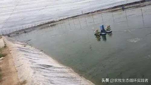 大棚养虾可靠吗？