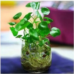 水培金钱草怎么养