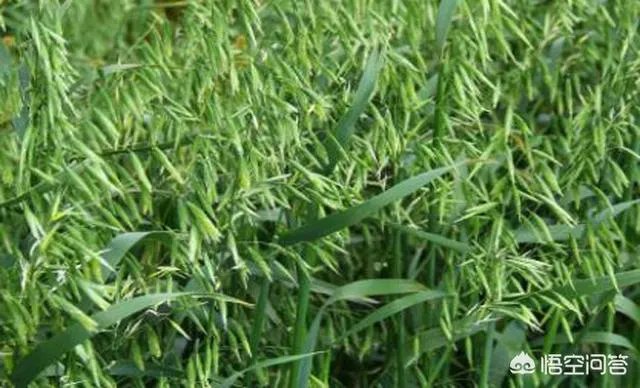 什么是有机复合肥？