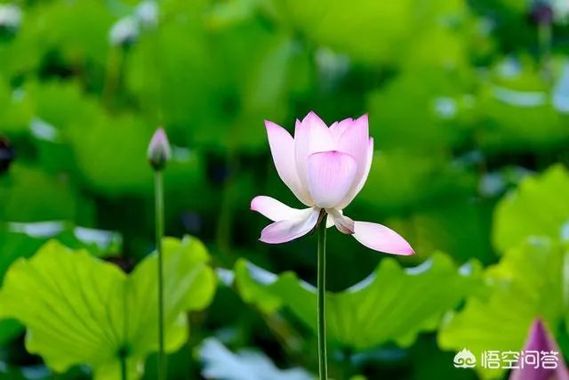 莲叶何田田的意思是什么