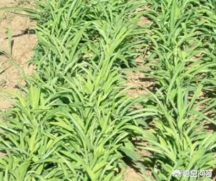 未来种中药材可以赚钱吗？