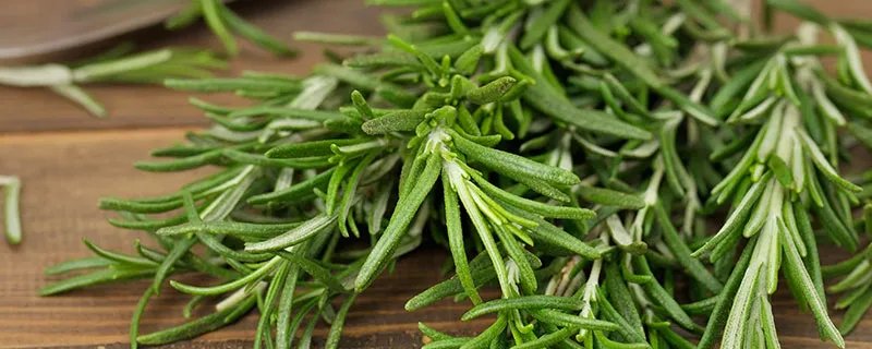 迷迭香是什么 迷迭香的特征