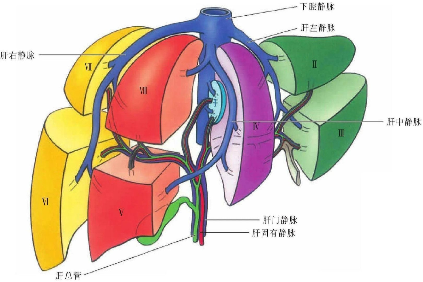 肝脏图片结构图