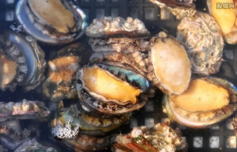 鲍鱼多少钱一斤 2017年最新鲍鱼价格