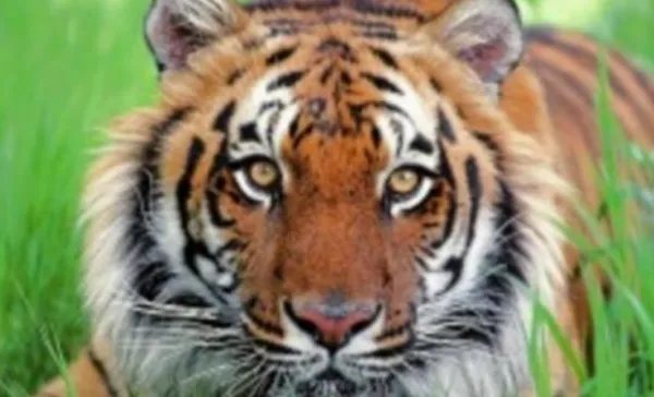 1926年属什么生肖属相？