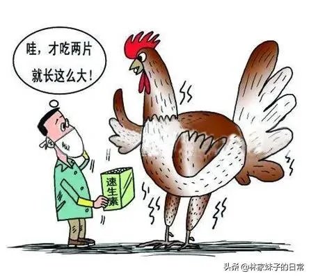 养鸡场如何避免产出含抗生素的鸡蛋?