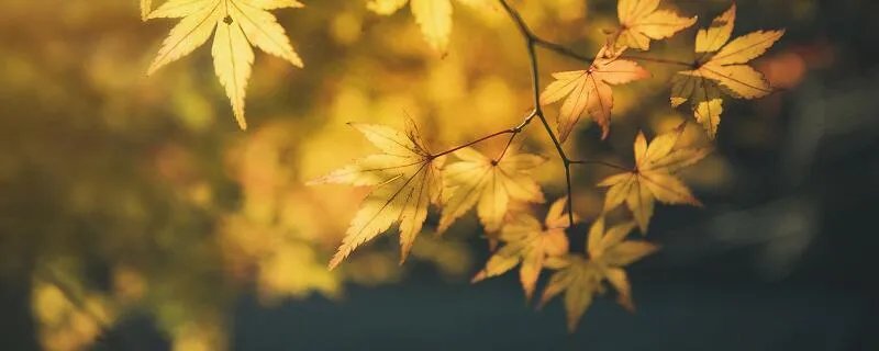 树高百尺落叶归根意思