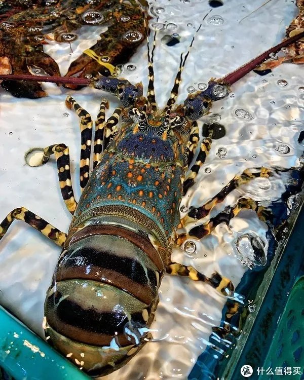 龙虾怎么做好吃