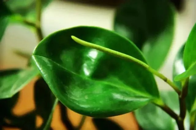 【绿植】开花露峥嵘（上）