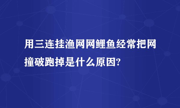 用三连挂渔网网鲤鱼经常把网撞破跑掉是什么原因?